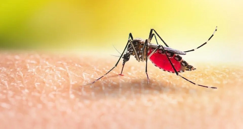 dengue-fever-in-pakistan
