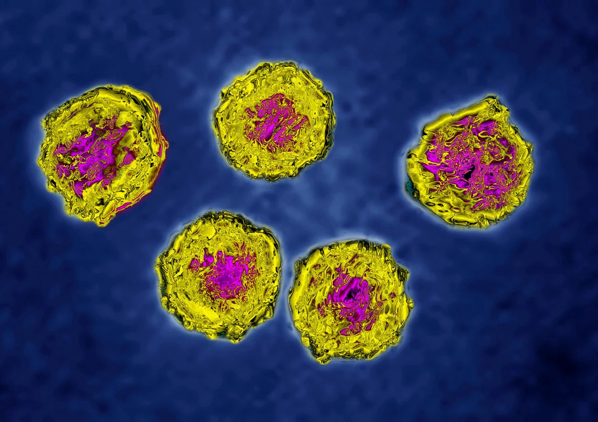 what-is-wild-poliovirus-type-1-wpv1
