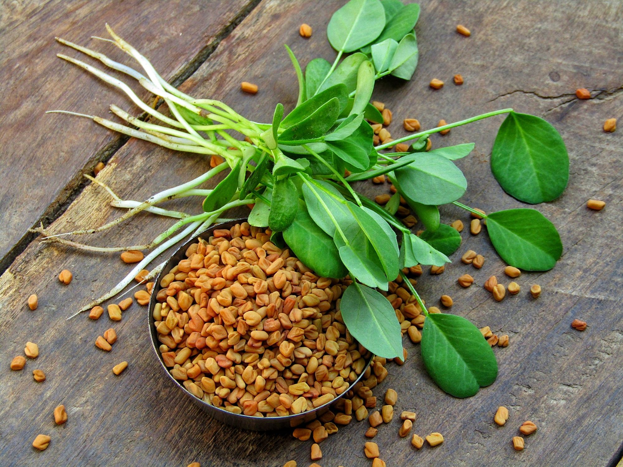 fenugreek-for-erectile-dysfunction-apka-muaalij