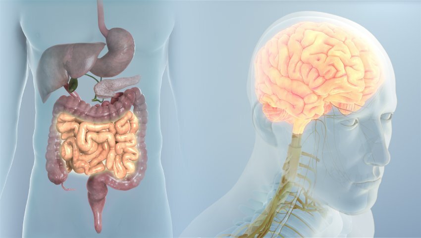 what-is-the-gut-brain-connection