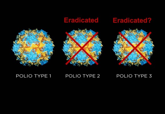 types-of-wild-poliovirus
