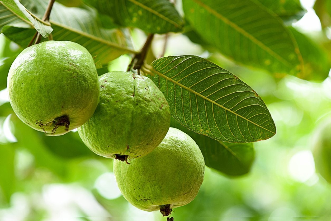 benefits-of-guava-in-urdu
