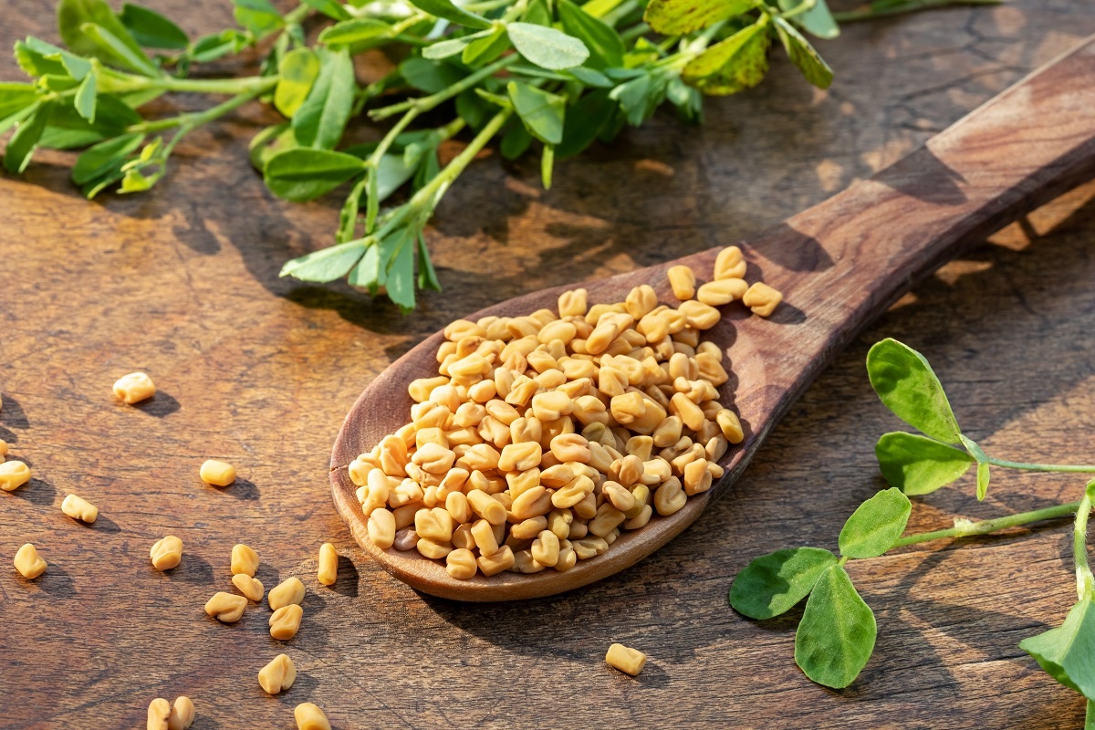 benefits-of-methi-dana-fenugreek